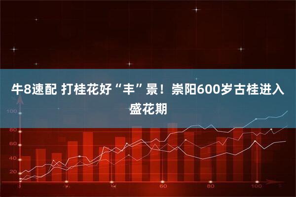 牛8速配 打桂花好“丰”景！崇阳600岁古桂进入盛花期